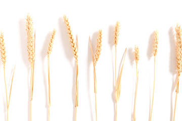 Top view of wheat spikelets on white background.