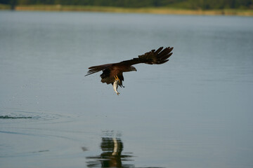 Red kite Portrait Milvus Milvus Fishing Lake