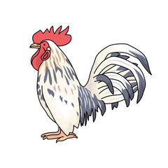 鶏は家畜として身近な鳥です