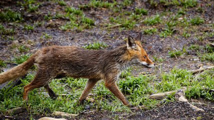 Der Fuchs auf Nahrungssuche am Chiemsee Bayern