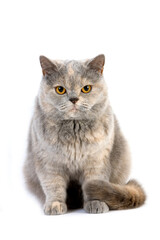 BRITISH SHORTHAIR BLEU CREME