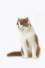 BRITISH SHORTHAIR LILAC ET BLANC