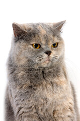 BRITISH SHORTHAIR BLEU CREME