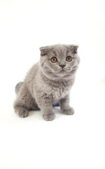 SCOTTISH FOLD BLEU