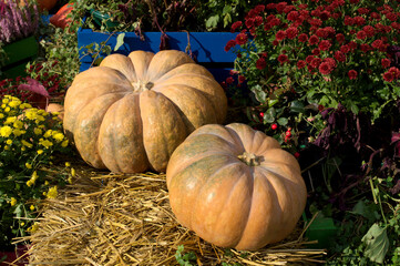 Two cheese pumpkins as a decoration