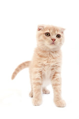 Obraz premium SCOTTISH FOLD CREME