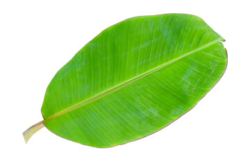 Obraz premium Banana tree leaf, green leaves, nature on white isolated background 