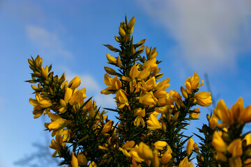 Low level shot of gorse flowers in Bloom in Spring
