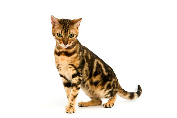 BENGAL BROWN MARBLED TABBY