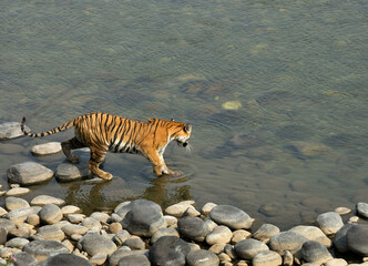 Fototapeta na wymiar Tigress Parwali in Ramganga river at Jim Corbett