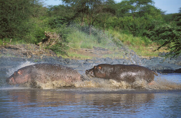 HIPPOPOTAME hippopotamus amphibius