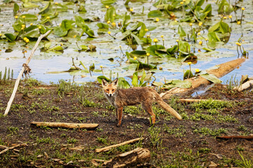 Der Fuchs auf Nahrungssuche am Chiemsee Bayern