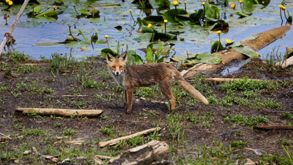 Der Fuchs auf Nahrungssuche am Chiemsee Bayern
