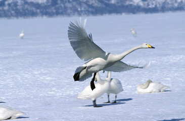 CYGNE CHANTEUR cygnus cygnus