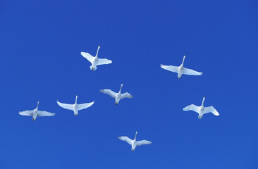 CYGNE CHANTEUR cygnus cygnus