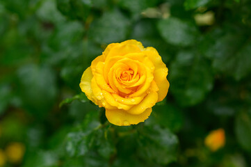Yellow rose with water drops. Beautiful flower bouquets