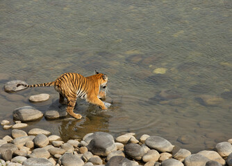 Fototapeta na wymiar Tigress Paro in Ramganga river, Jim Corbett Tiger Reserve