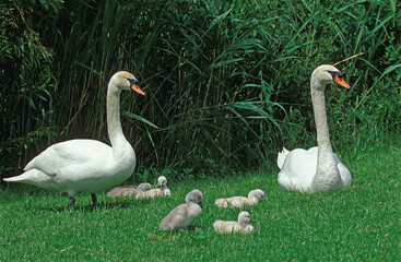 CYGNE TUBERCULE cygnus olor