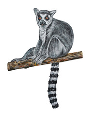 Watercolor  illustration of Madagascar Ring-tailed lemur closeup sitting on a branch. Hand drawn. Closeup. © Mewlish art