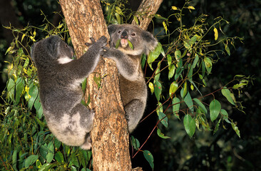 KOALA phascolarctos cinereus