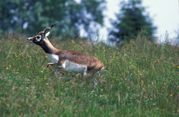 ANTILOPE CERVICAPRE antilope cervicapra