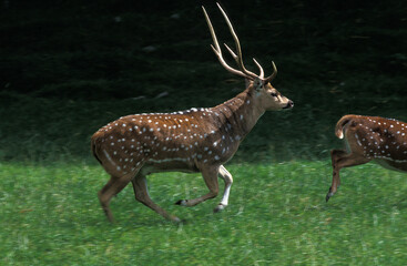 CERF AXIS axis axis
