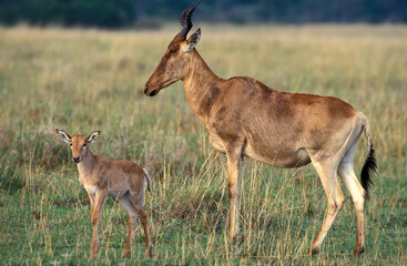 BUBALE alcelaphus buselaphus