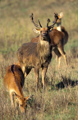CERF BARASINGHA cervus duvauceli