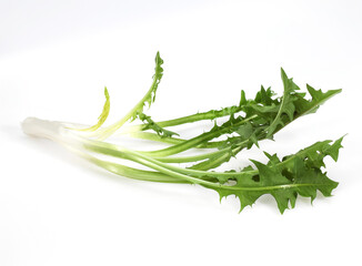 Obraz premium PISSENLIT