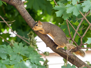 Naklejka na ściany i meble Squirrel perched on a tree branch surrounded by green leaves, lo
