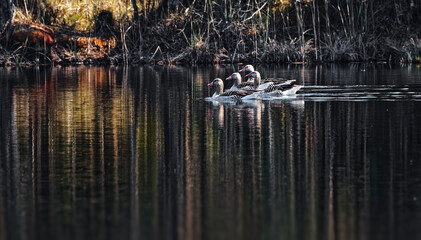 Graug&auml;nse schwimmen im Wasser