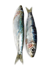 SARDINE