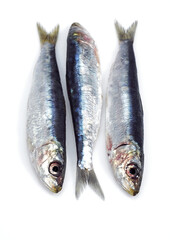 SARDINE