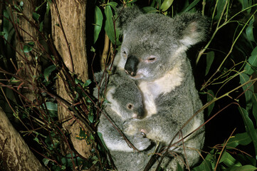 KOALA phascolarctos cinereus