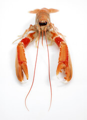 LANGOUSTINE