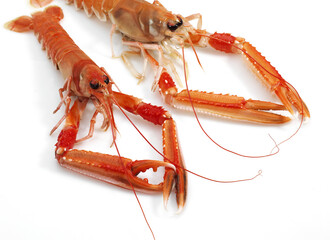 LANGOUSTINE