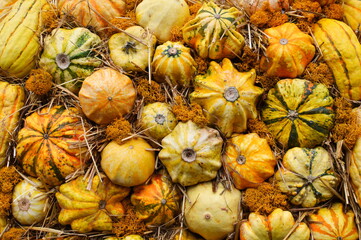 Different types of ornamental squash