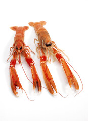 LANGOUSTINE