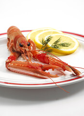 LANGOUSTINE