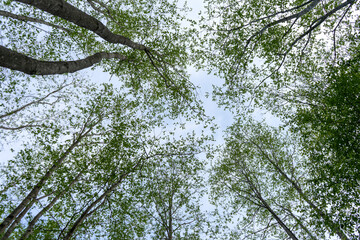 Green crown trees view from below isolated white background. Green crown of trees against the sky. View of the sky through the trees from below