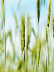 Close up of wheat pla