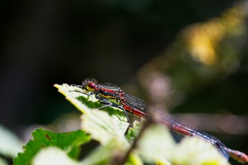 Large red damselfly on a leaf 