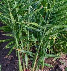 Obraz premium Stem of Ginger (zingiber officinale) plant.