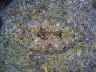 Fototapeta na wymiar Flounder Fish