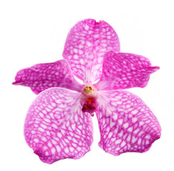 Beautiful purple orchid flower