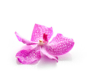 Beautiful purple orchid flower