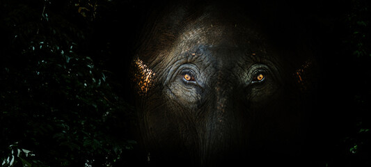 fear eyes of elephant in the jungle. Big mammal wildlife hiding