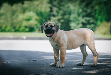 Fototapeta na wymiar Dogo Canario young puppy outside posing. 