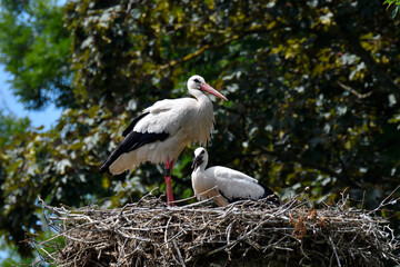 storchennest