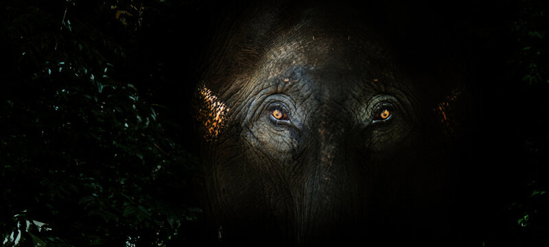 fear eyes of elephant in the jungle. Big mammal wildlife hiding © Yanukit